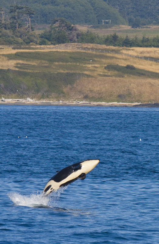 Orca Breaching